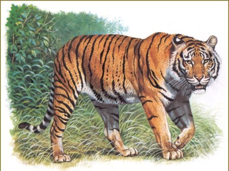 Тигр семейство кошачьих