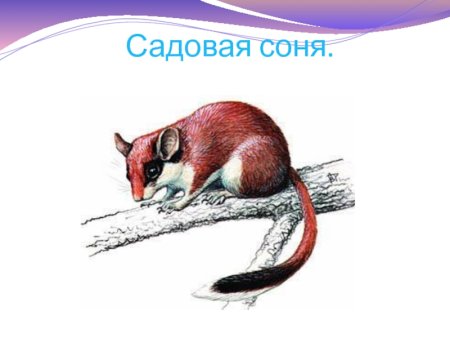 Садовая Соня eliomys quercinus