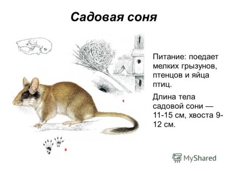 Лесная Соня рисунок