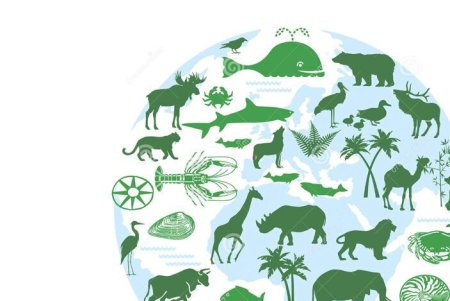 Проблема вымирания животных