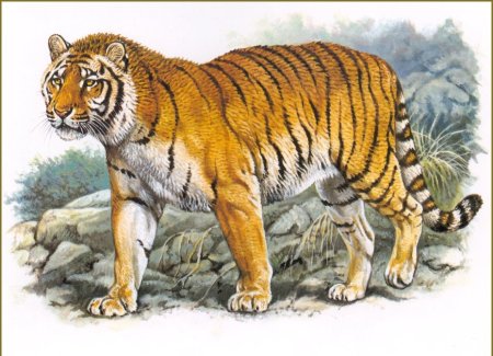 Туранский (Каспийский) тигр