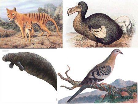 Исчезающие животные