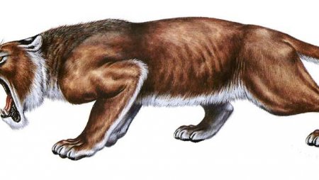 Предок тигра Саблезубый тигр