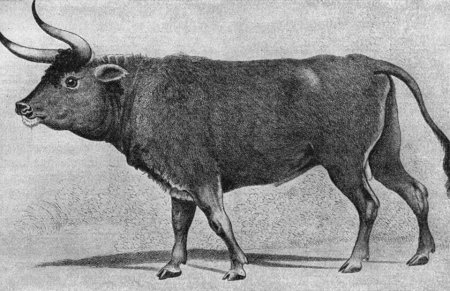 Тур (дикий древний бык)