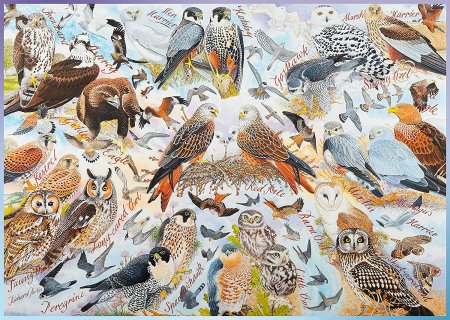 Пазл Ravensburger Хищные птицы (19559), 1000 дет.