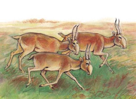 Сайгак акварель