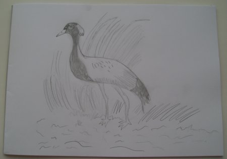 Журавль красавка раскраска