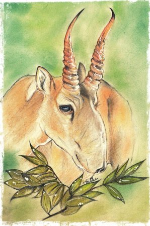 Сайгак рисунок