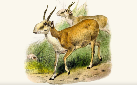 Сайгак акварель