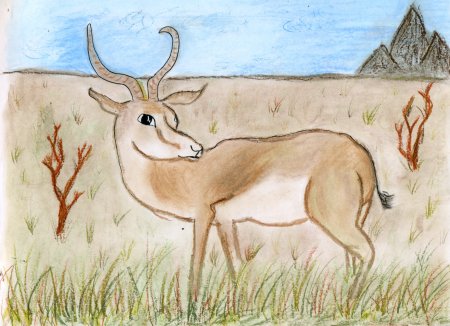 Сайгак рисунок для детей