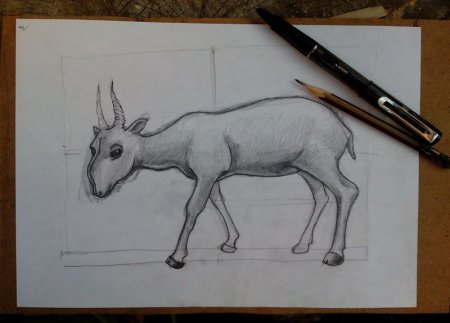 Сайгак раскраска