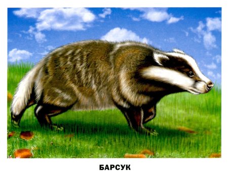 Дикие животные барсук
