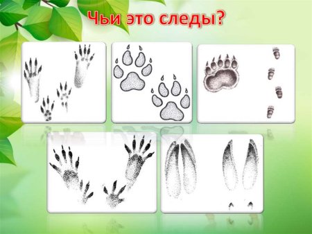 Следы животных для детей