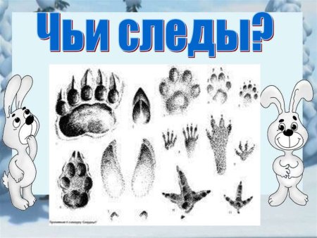 Игра для детей чьи следы диких животных