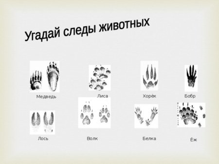 Следы диких животных в лесу