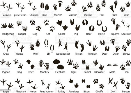 Определить следы птиц