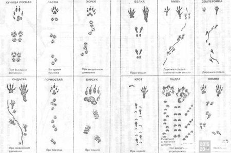 Следы птиц и зверей на снегу