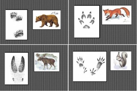 Следы зайца лося волка лисы