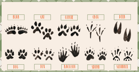 Изучение следов зверей