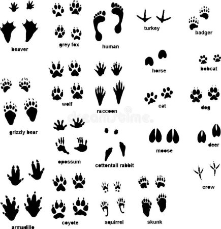 Следы животных с подписями