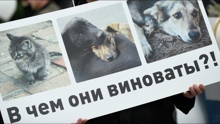 Жестокое обращение с животными