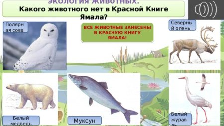 Красная книга Ямала