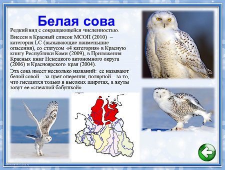 Раскраска животные севера