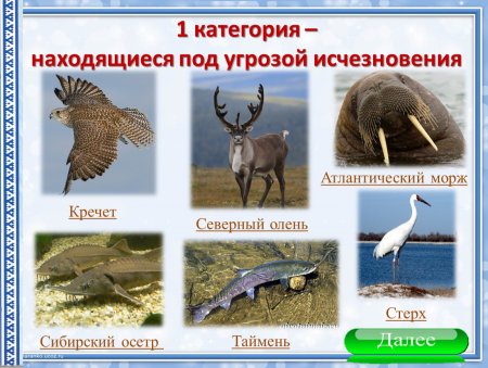 Животные красной книги ЯНАО