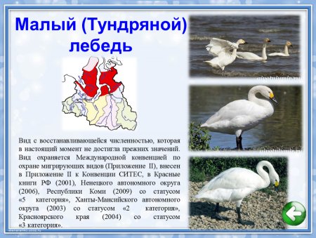 Животные красной книги ЯНАО