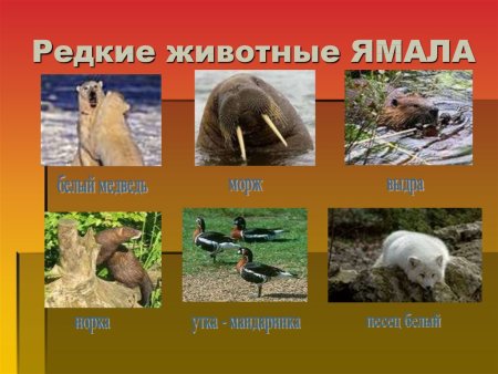 Животный мир Ямала