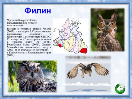 Сокол Сапсан красная книга России для детей