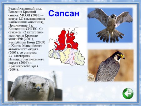 Животные занесенные в красную книгу ЯНАО