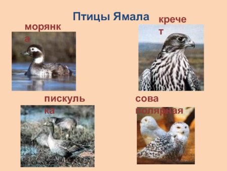 Красная книга Ямала Стерх