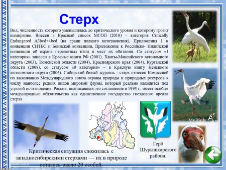 Медновский голубой песец раскраска