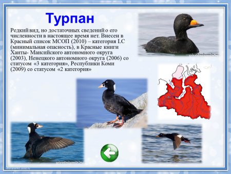 Животный мир Ямала