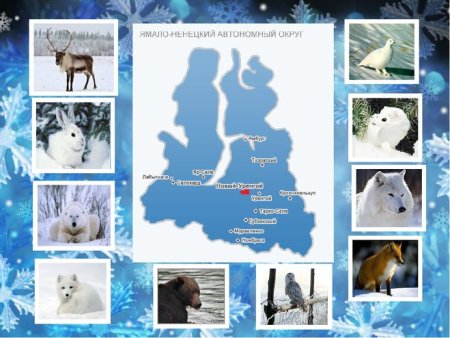 Животные красной книги Ямала
