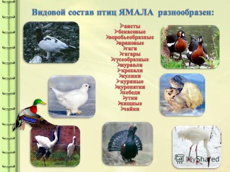 Олень раскраска