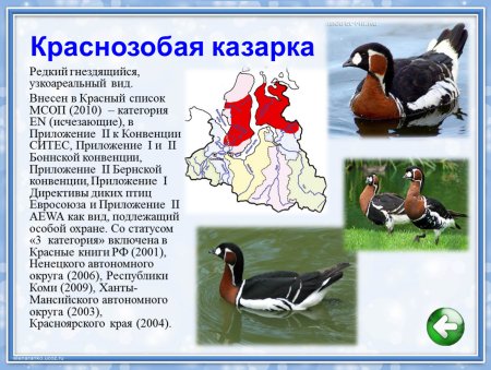 Животные Ямала