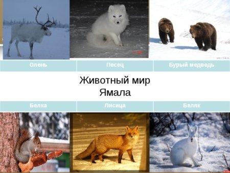 22 Апреля марш парков