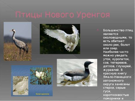 Редкие животные ЯНАО