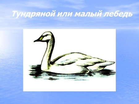 Серый журавль красная книга Татарстана