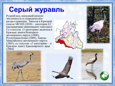 Красная книга Ямало-Ненецкого автономного округа книга