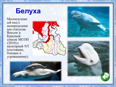 Мир заповедной природы конкурс