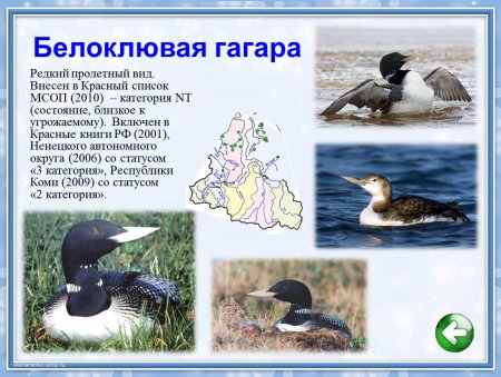 Животные красной книги Ямала