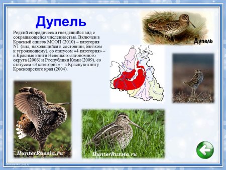 Птицы Таймыра рисунки