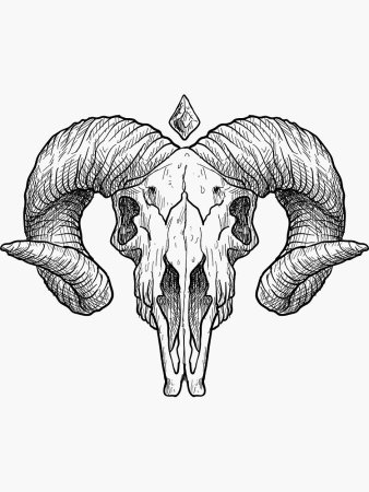 Череп барана вид сбоку