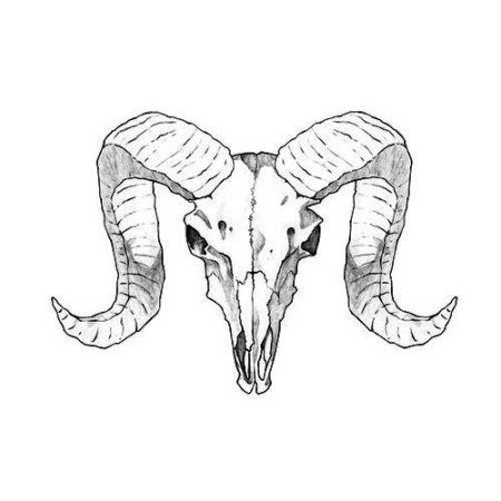 Череп варана