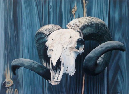 Череп рогатого животного