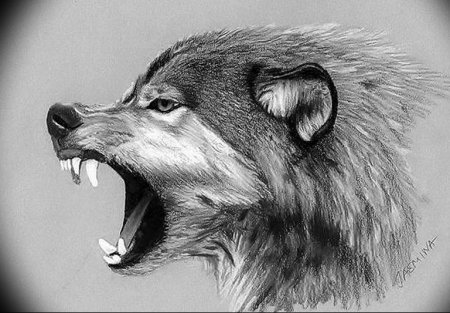 Оскал волка карандашом