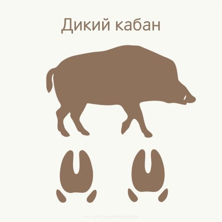 Следы зверей для детей